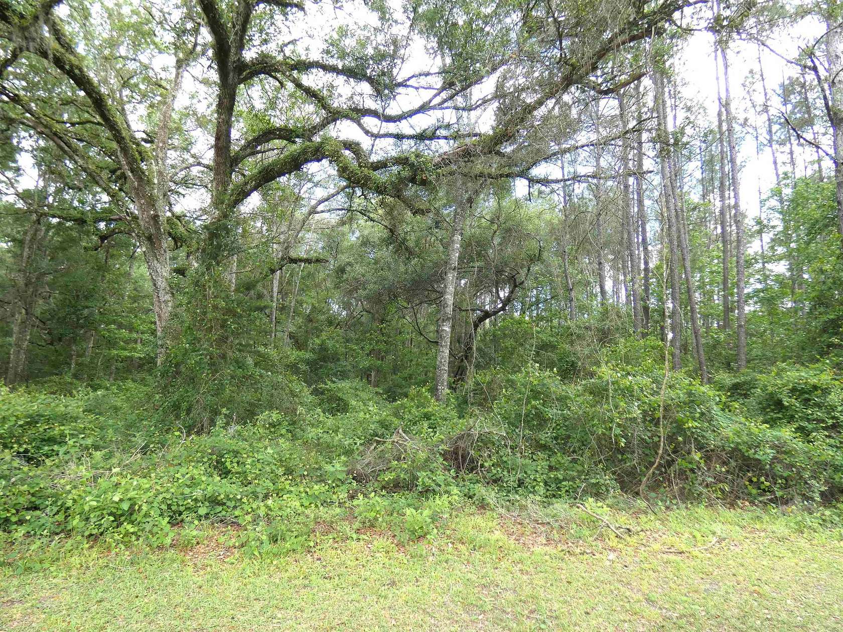 33.3 Acres of Recreational & Residential Land for Sale in Monticello, Florida