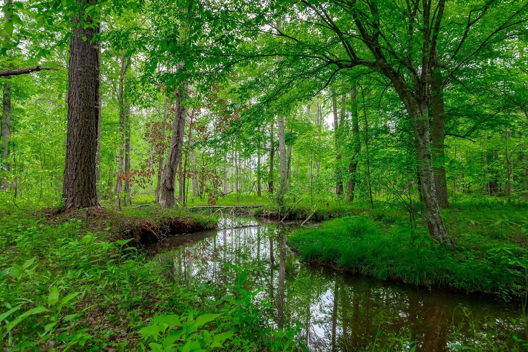 59 Acres of Recreational Land for Sale in Kings Creek, South Carolina