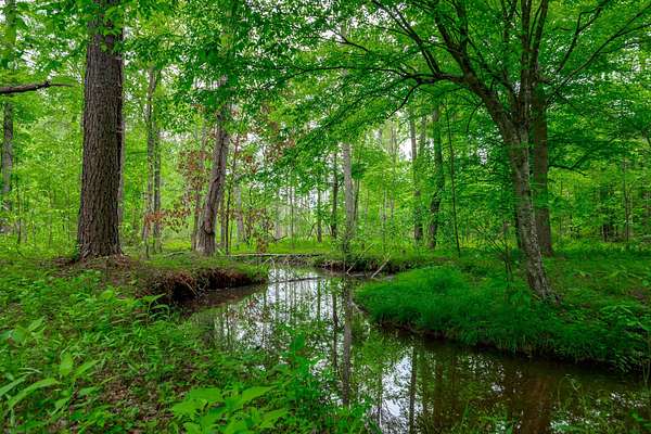 59 Acres of Recreational Land for Sale in Kings Creek, South Carolina