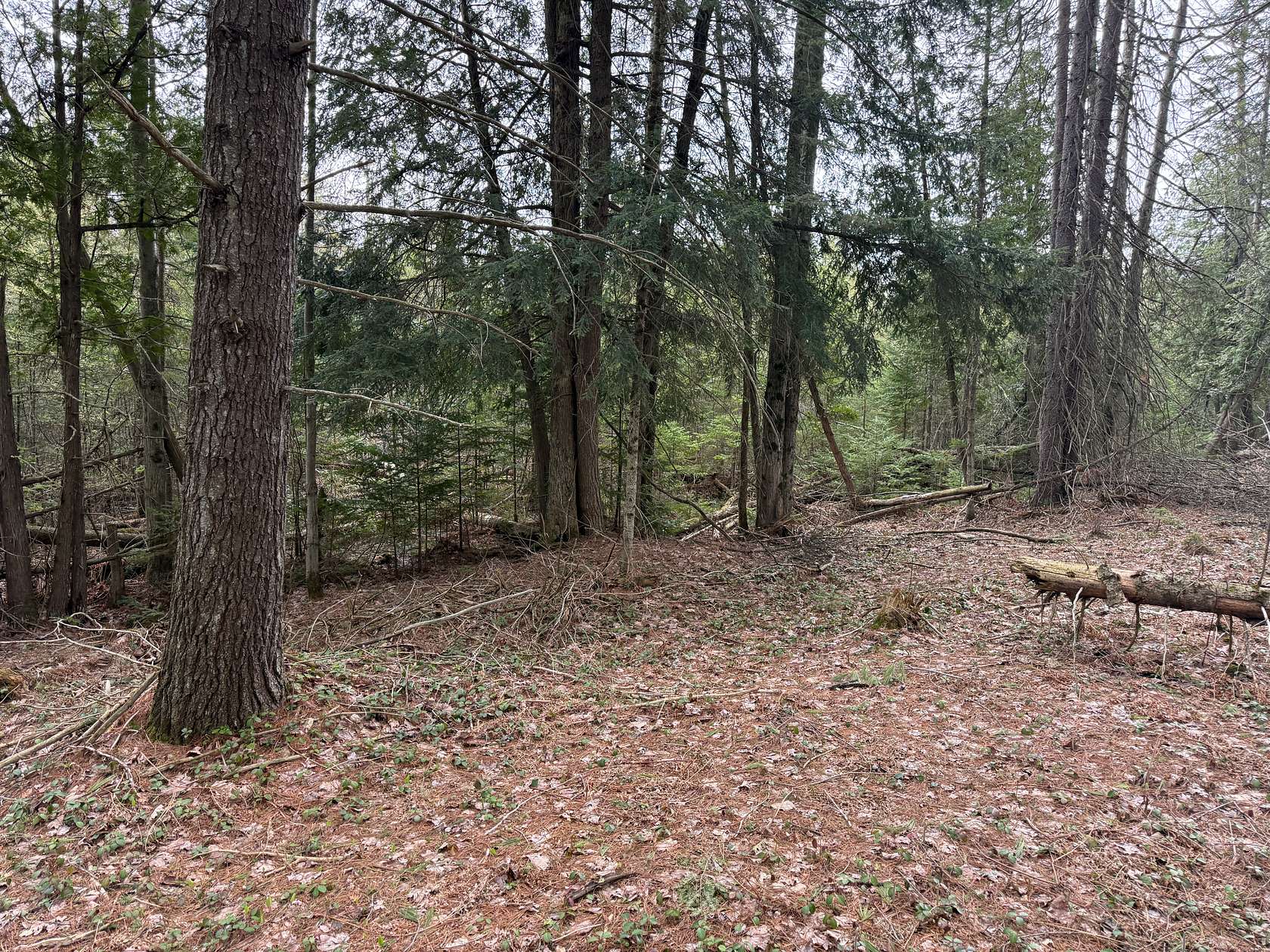 33.5 Acres of Land for Sale in Kalkaska, Michigan