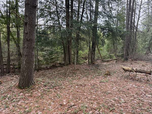 33.5 Acres of Land for Sale in Kalkaska, Michigan
