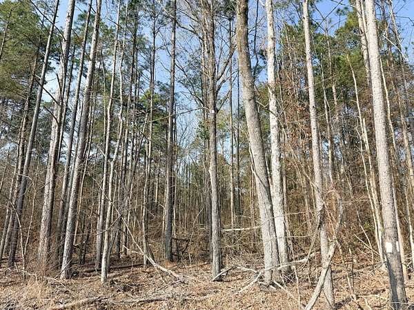 43 Acres of Recreational Land for Auction in Bearden, Arkansas
