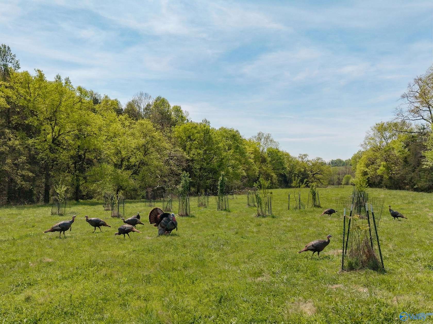 30.4 Acres of Land for Sale in Pulaski, Tennessee