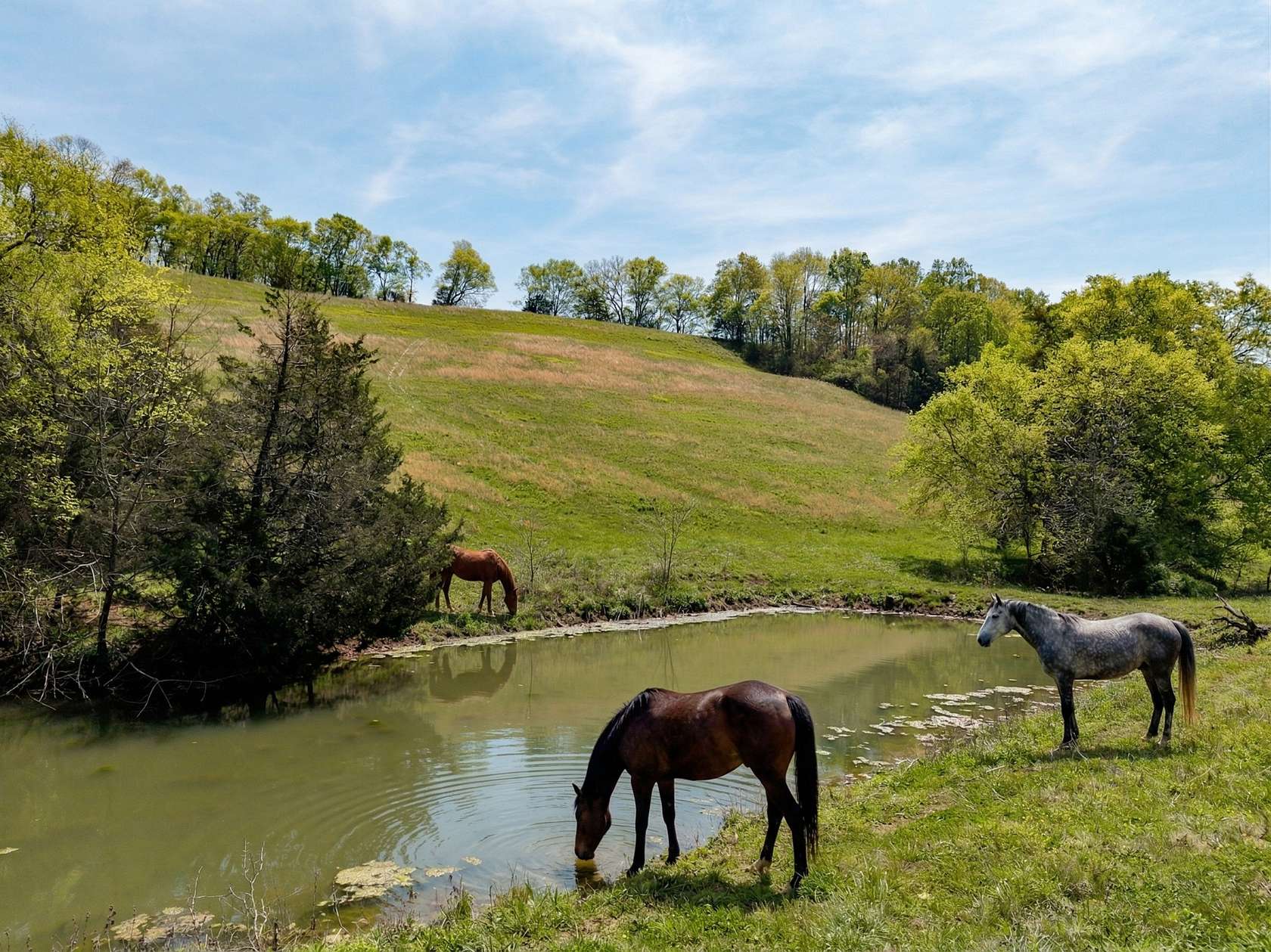 30.4 Acres of Land for Sale in Pulaski, Tennessee