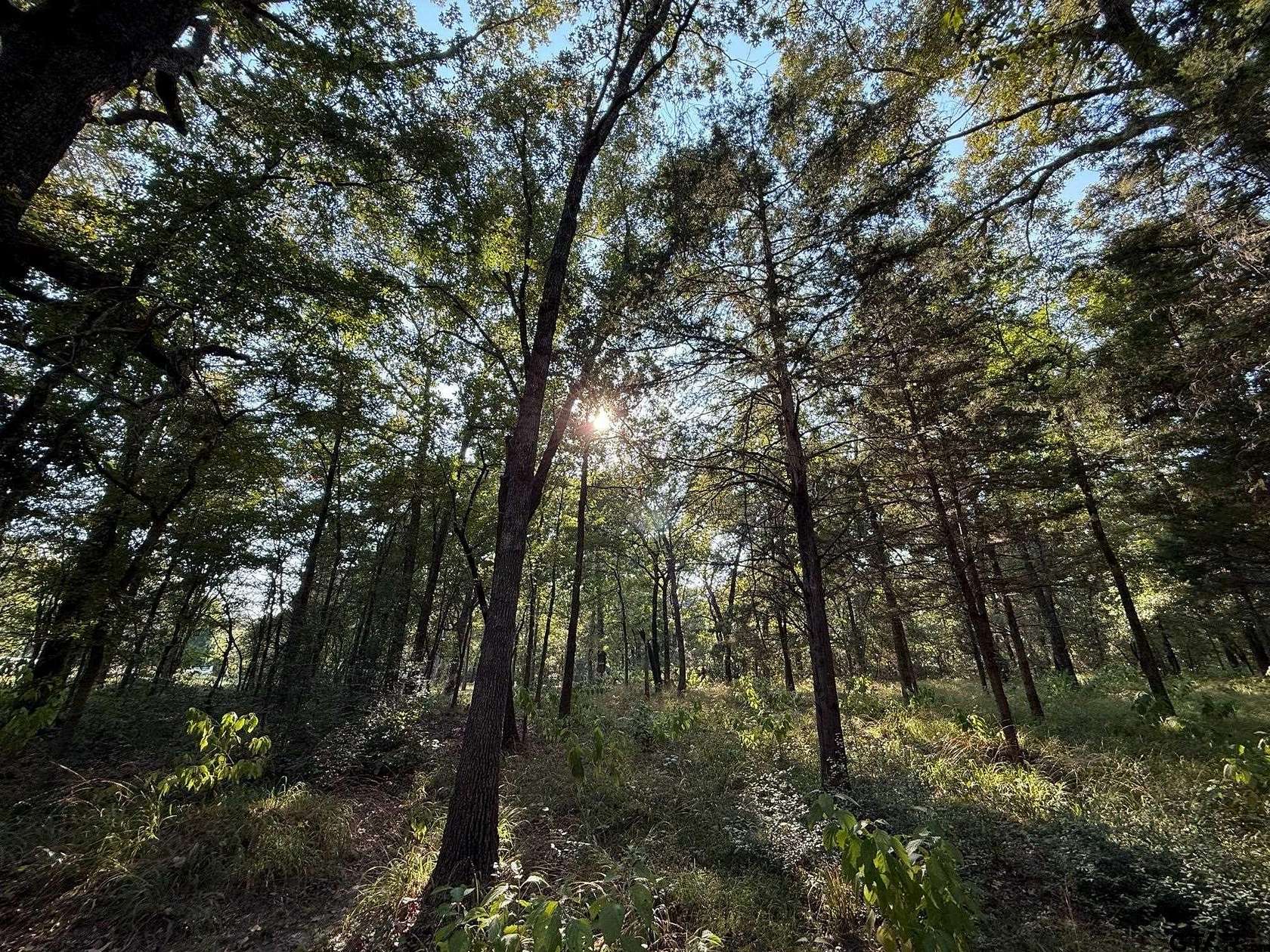 8.69 Acres of Land for Sale in Mineola, Texas