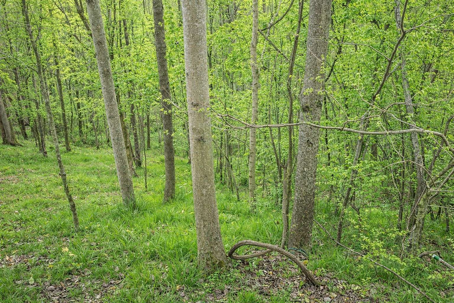 0.7 Acres of Residential Land for Sale in Smithville, Tennessee