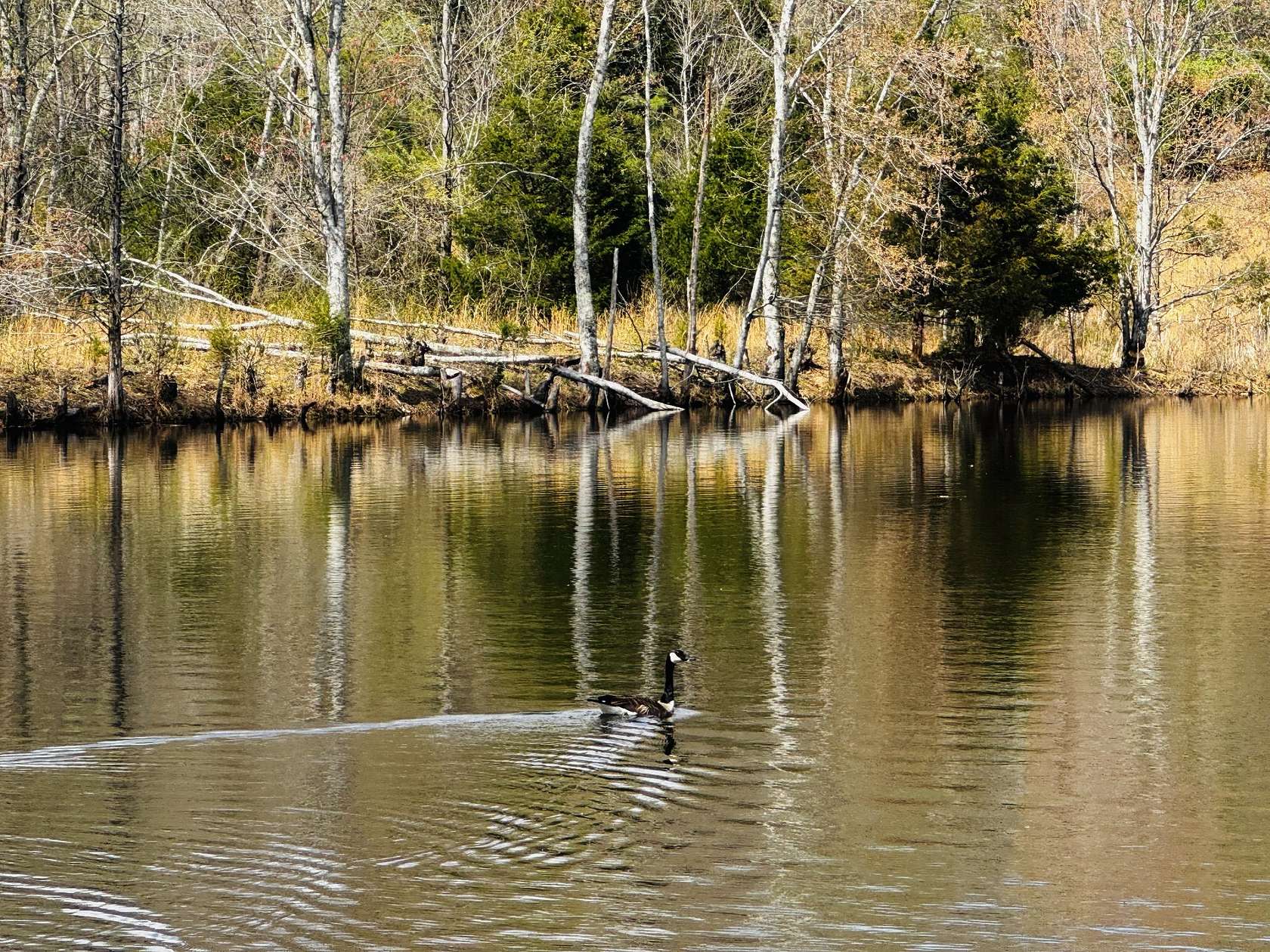 162 Acres of Land for Sale in Dickson, Tennessee