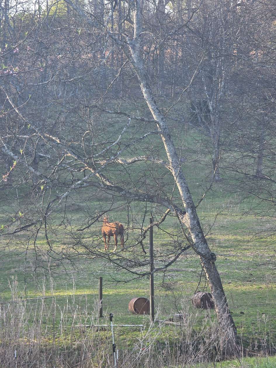 6.47 Acres of Land with Home for Sale in Pulaski, Tennessee