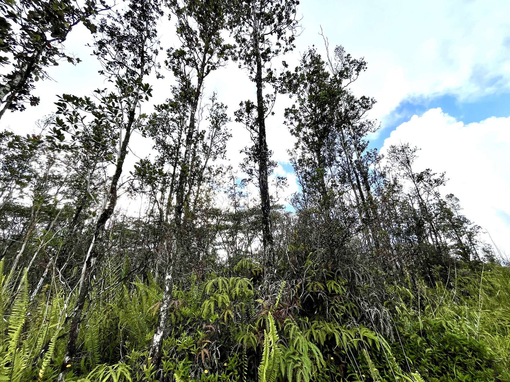 0.28 Acres of Residential Land for Sale in Pahoa, Hawaii