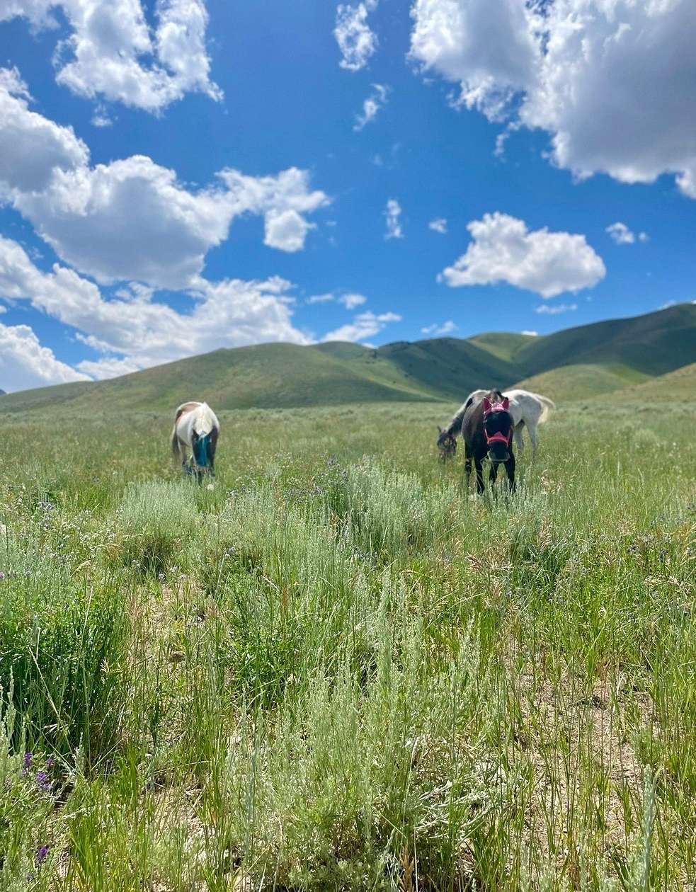 23.4 Acres of Land for Sale in Grantsville, Utah