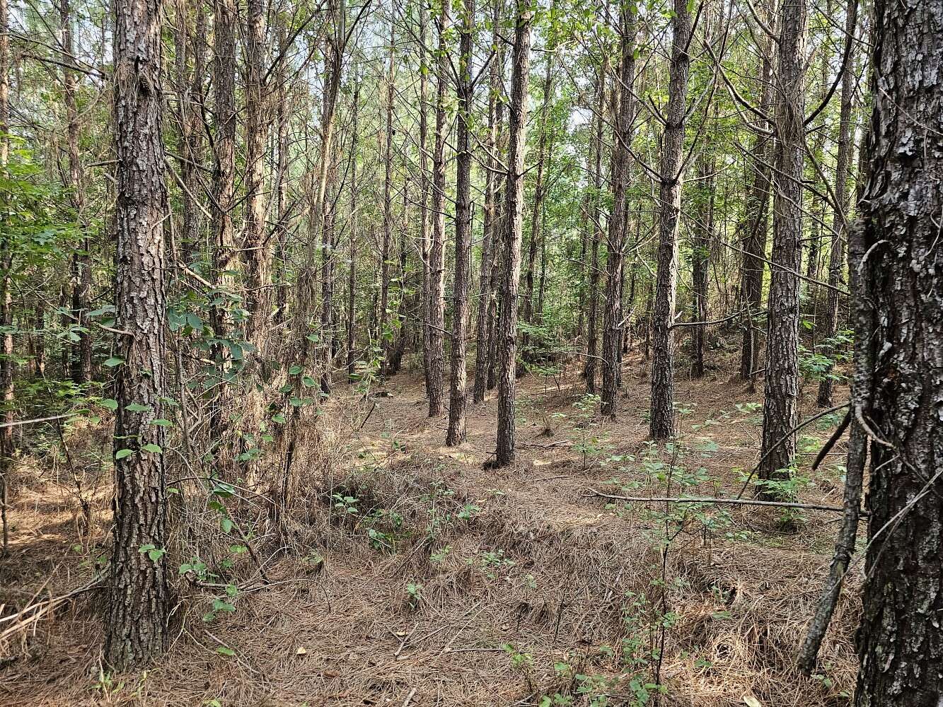 40 Acres of Recreational Land for Sale in Brilliant, Alabama