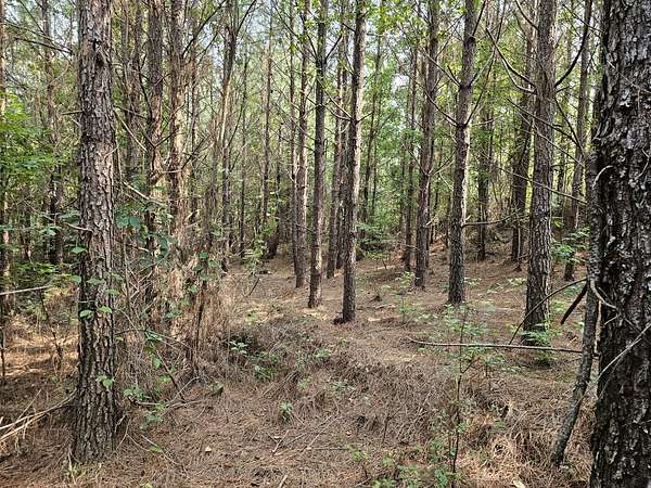 40 Acres of Recreational Land for Sale in Brilliant, Alabama