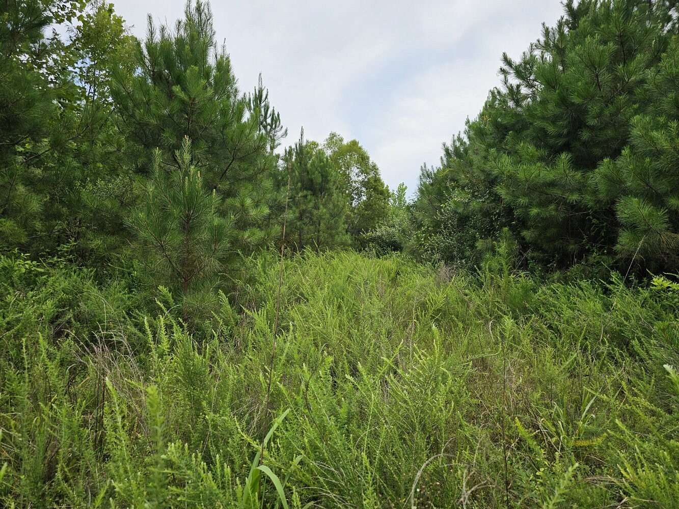 163 Acres of Recreational Land for Sale in Brilliant, Alabama