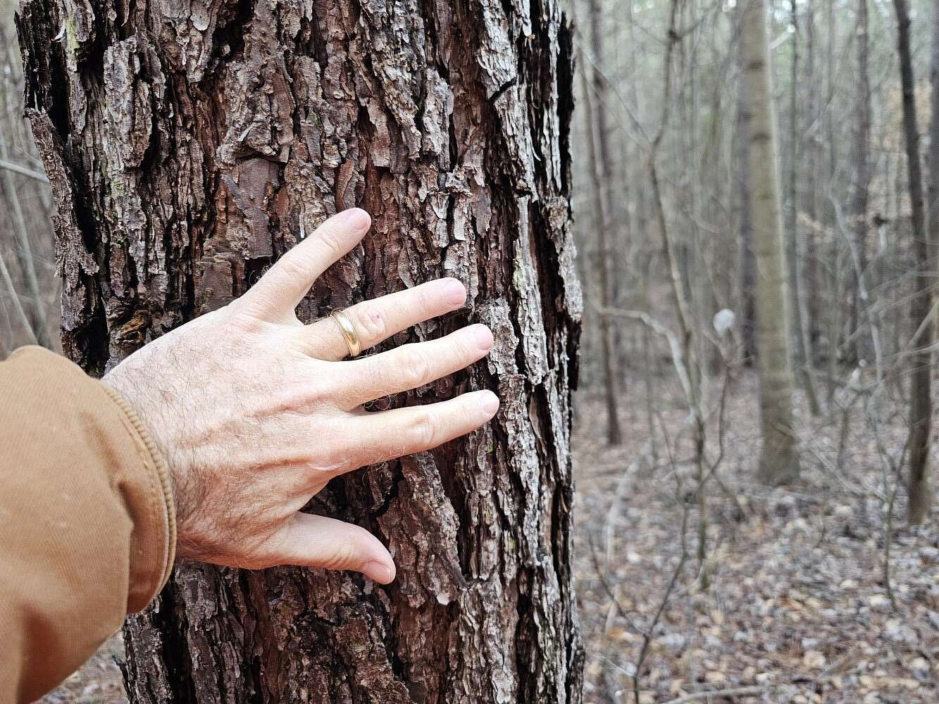 39 Acres of Recreational & Residential Land for Sale in Hackleburg, Alabama