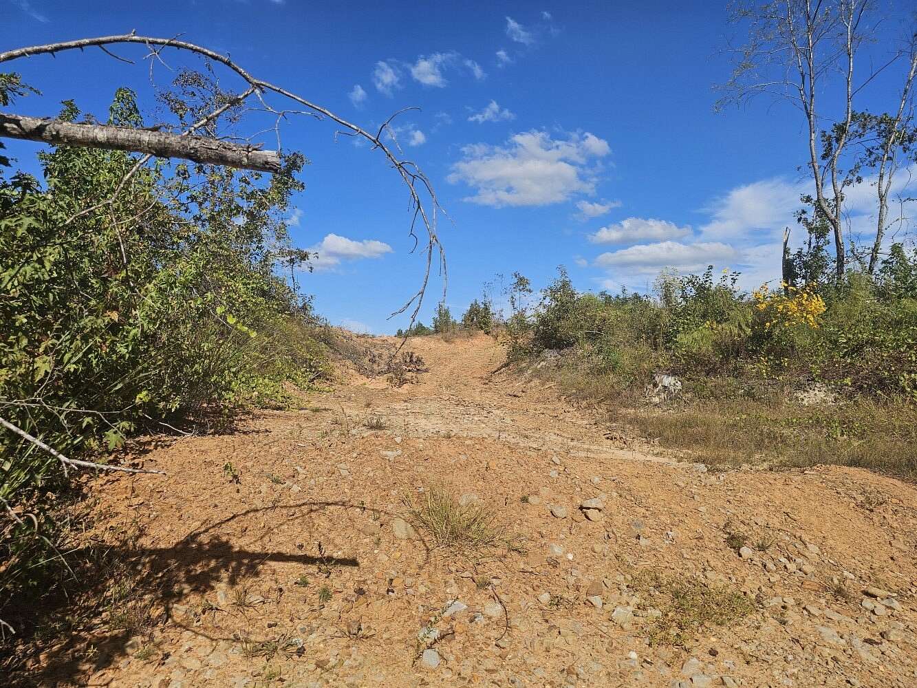 101 Acres of Recreational Land for Sale in Sulligent, Alabama