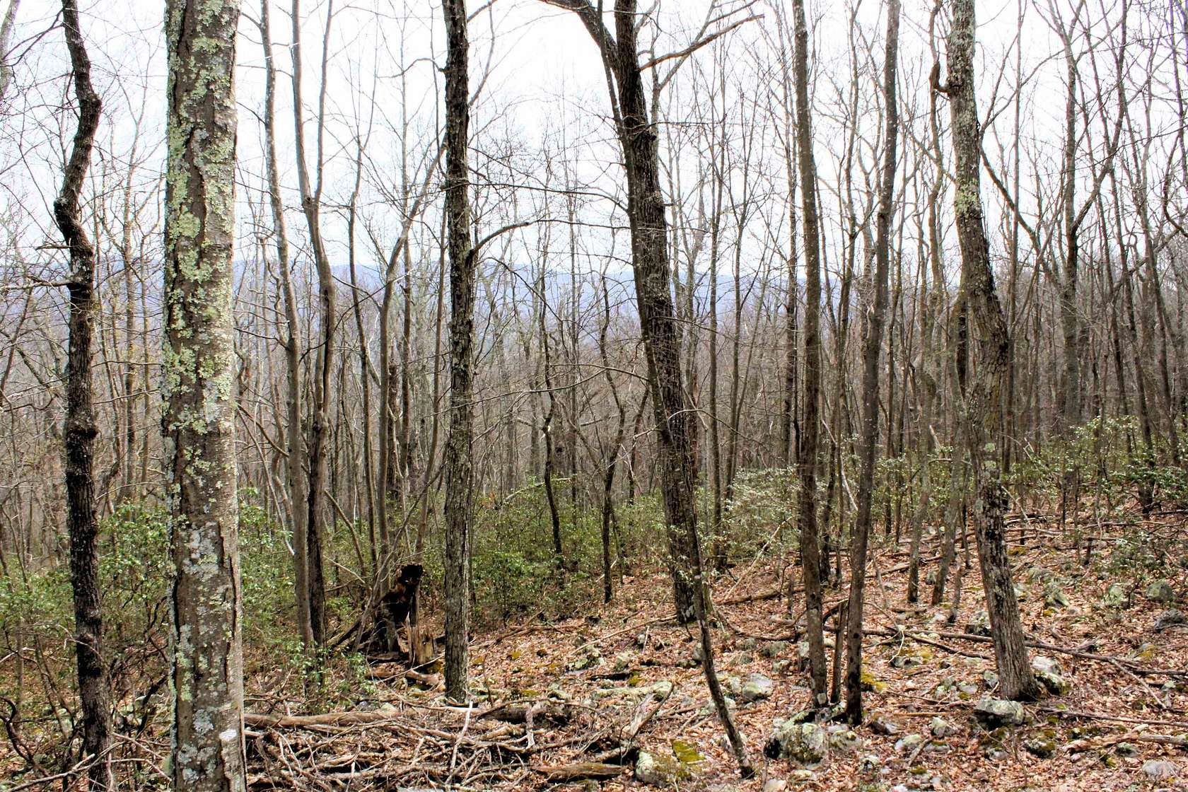 20 Acres of Land for Sale in Monterey, Virginia