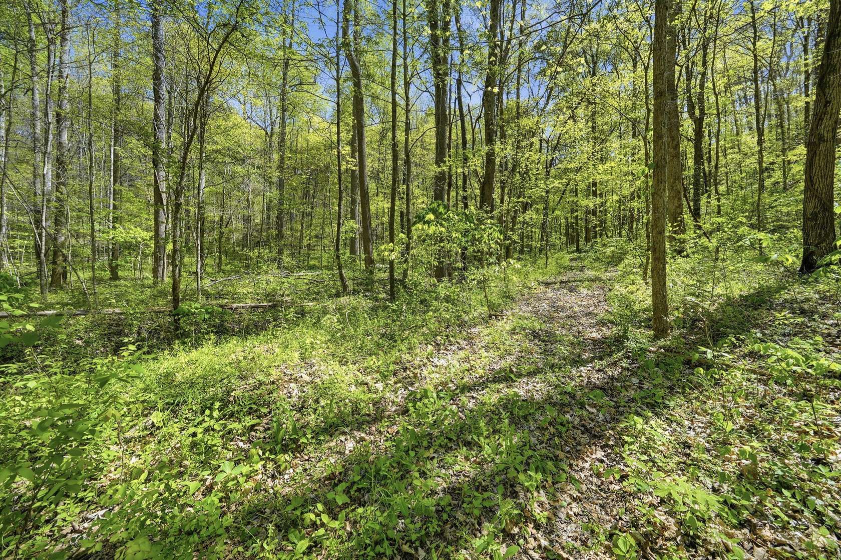 77.9 Acres of Recreational Land for Sale in Beechgrove, Tennessee