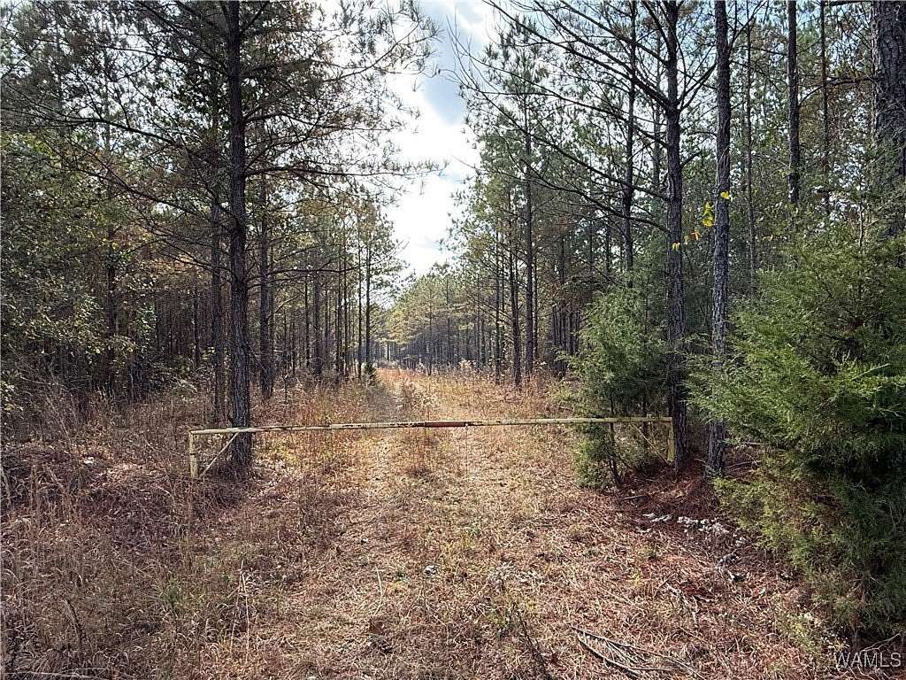 33 Acres of Land for Sale in Vernon, Alabama