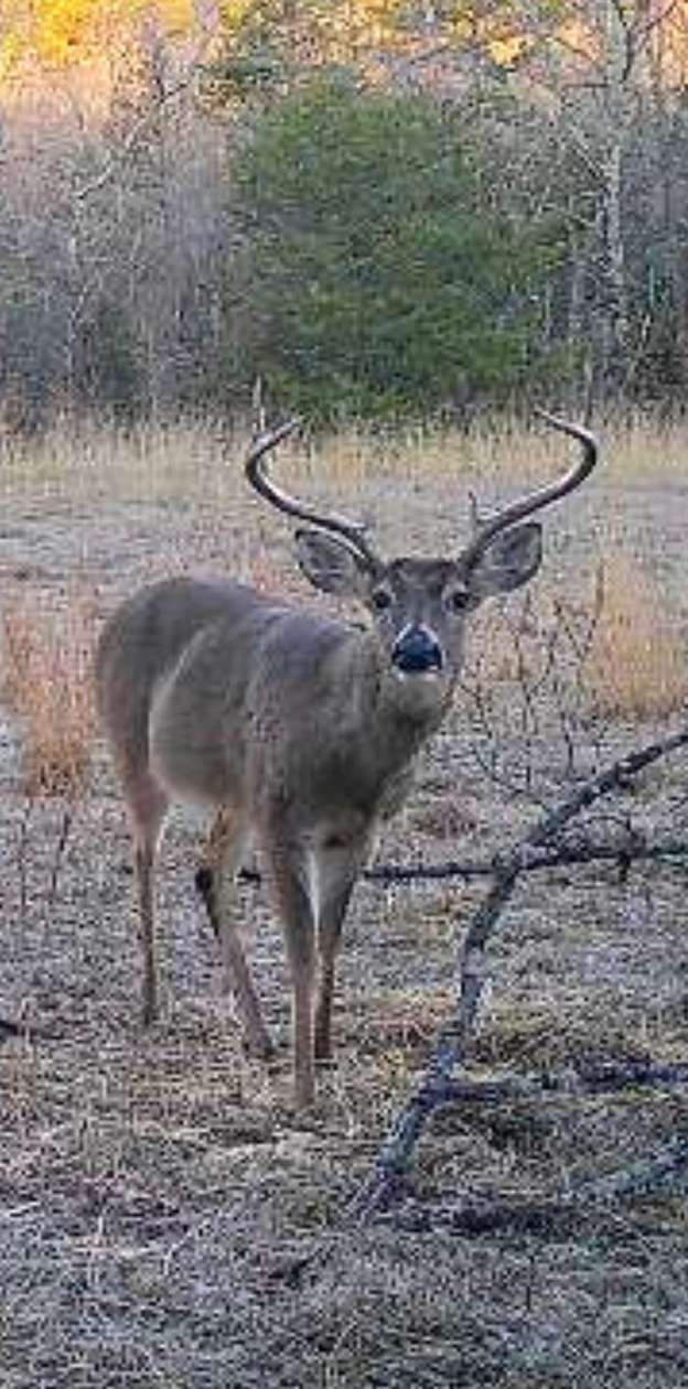 40 Acres of Land for Sale in Clayton, Oklahoma