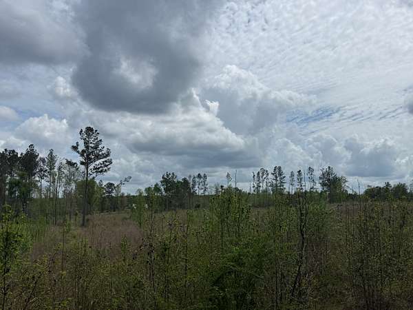 14 Acres of Land for Sale in Awin, Alabama