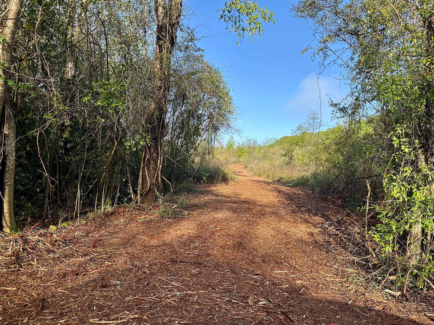 5.47 Acres of Agricultural Land for Sale in Hartford, Alabama