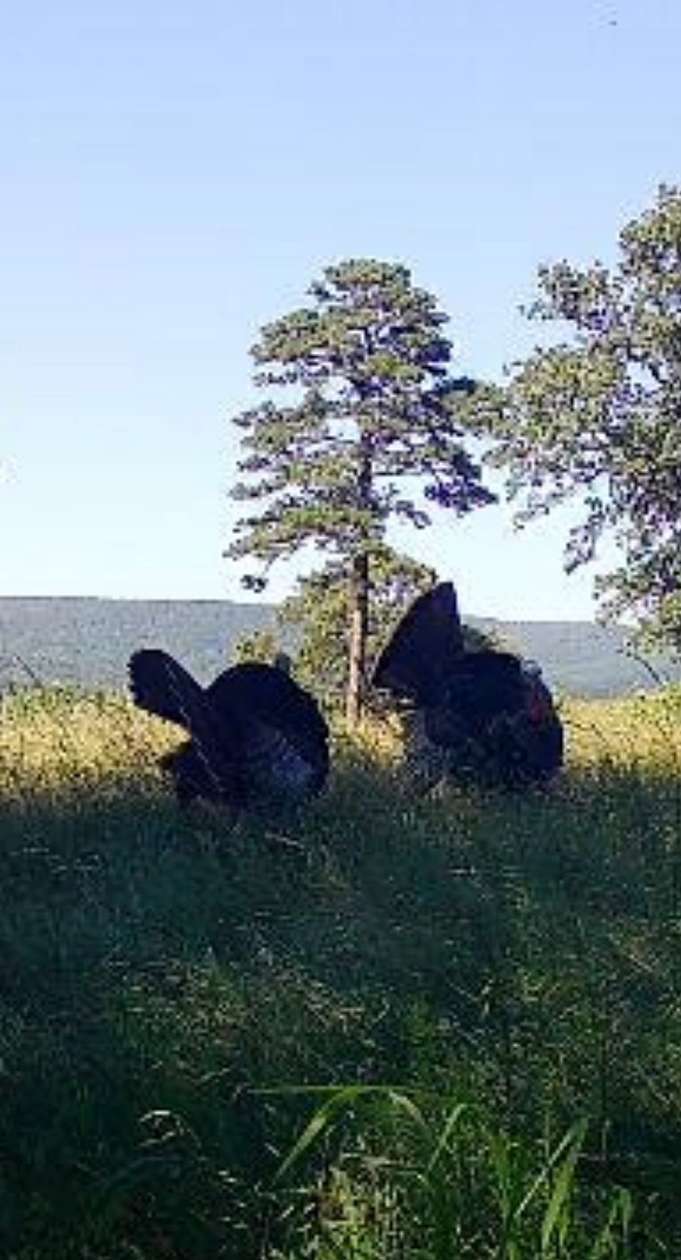 40 Acres of Land for Sale in Clayton, Oklahoma