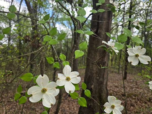 5.4 Acres of Land for Sale in Antlers, Oklahoma