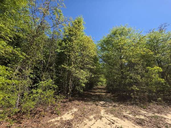 17 Acres of Land for Sale in Williston, South Carolina