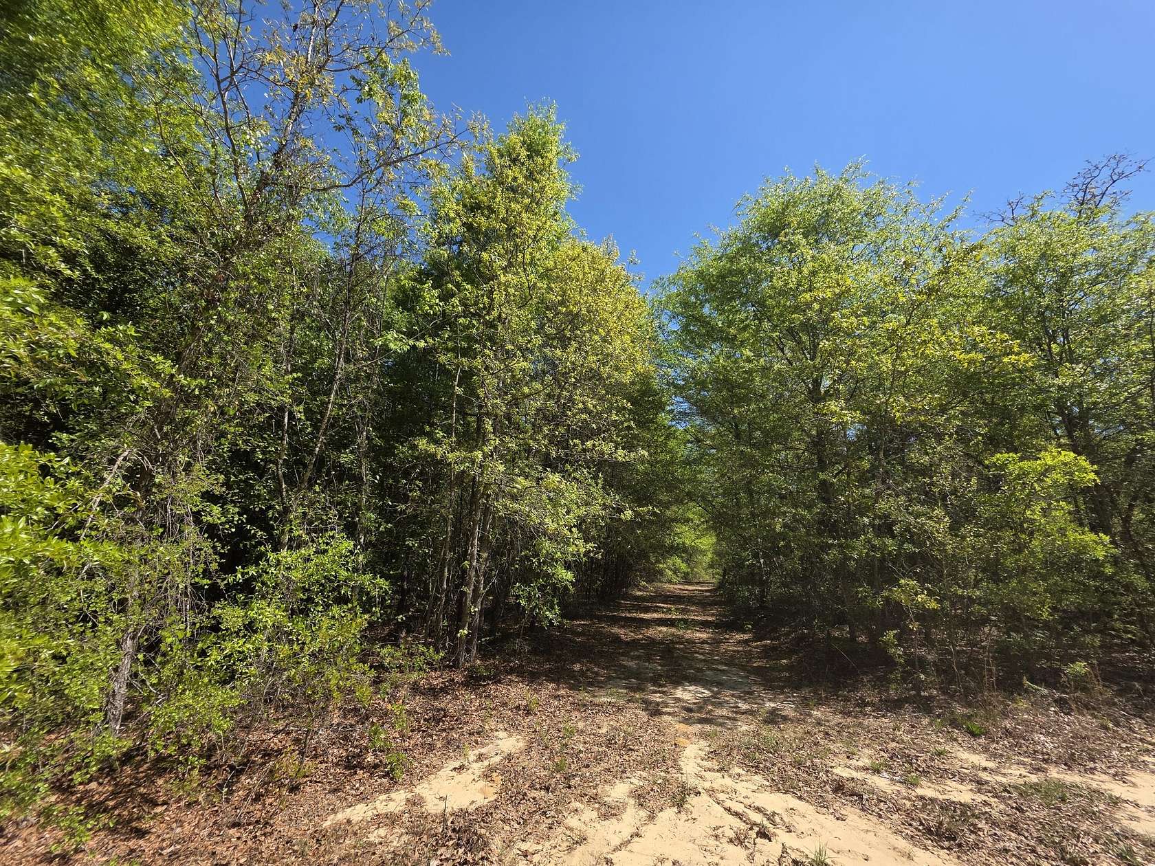1 Acre of Residential Land for Sale in Williston, South Carolina