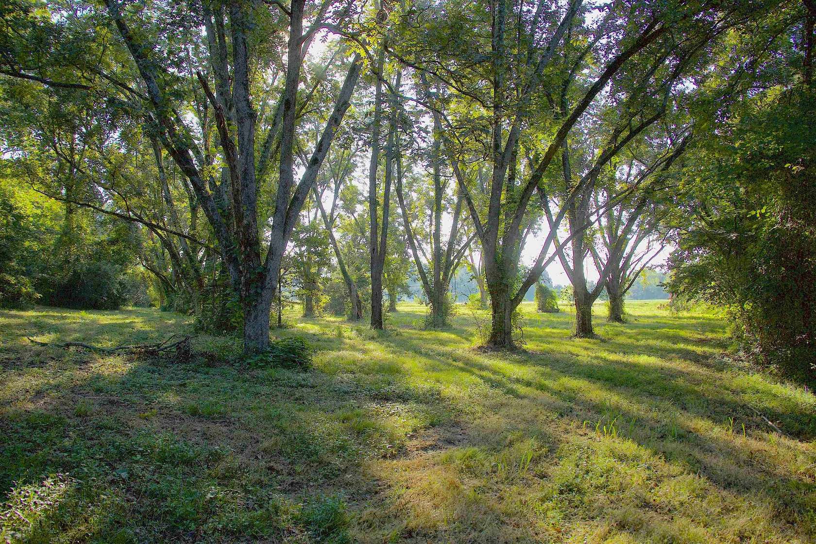 11.5 Acres of Land for Sale in Somerville, Tennessee