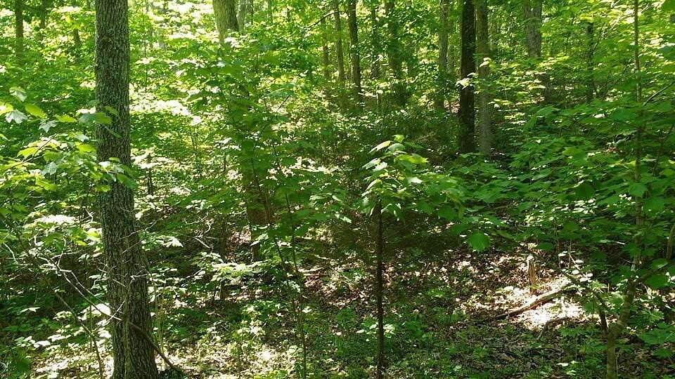 3.32 Acres of Land for Sale in Winona, Missouri