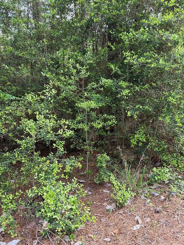 0.34 Acres of Residential Land for Sale in Brookeland, Texas