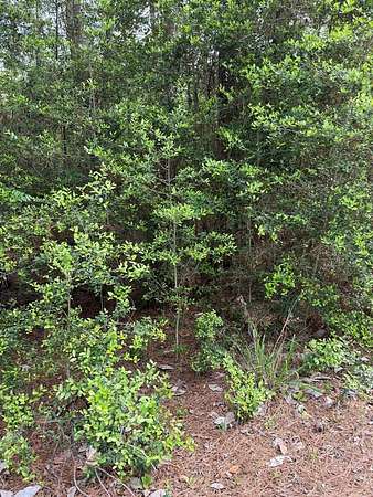 0.34 Acres of Residential Land for Sale in Brookeland, Texas