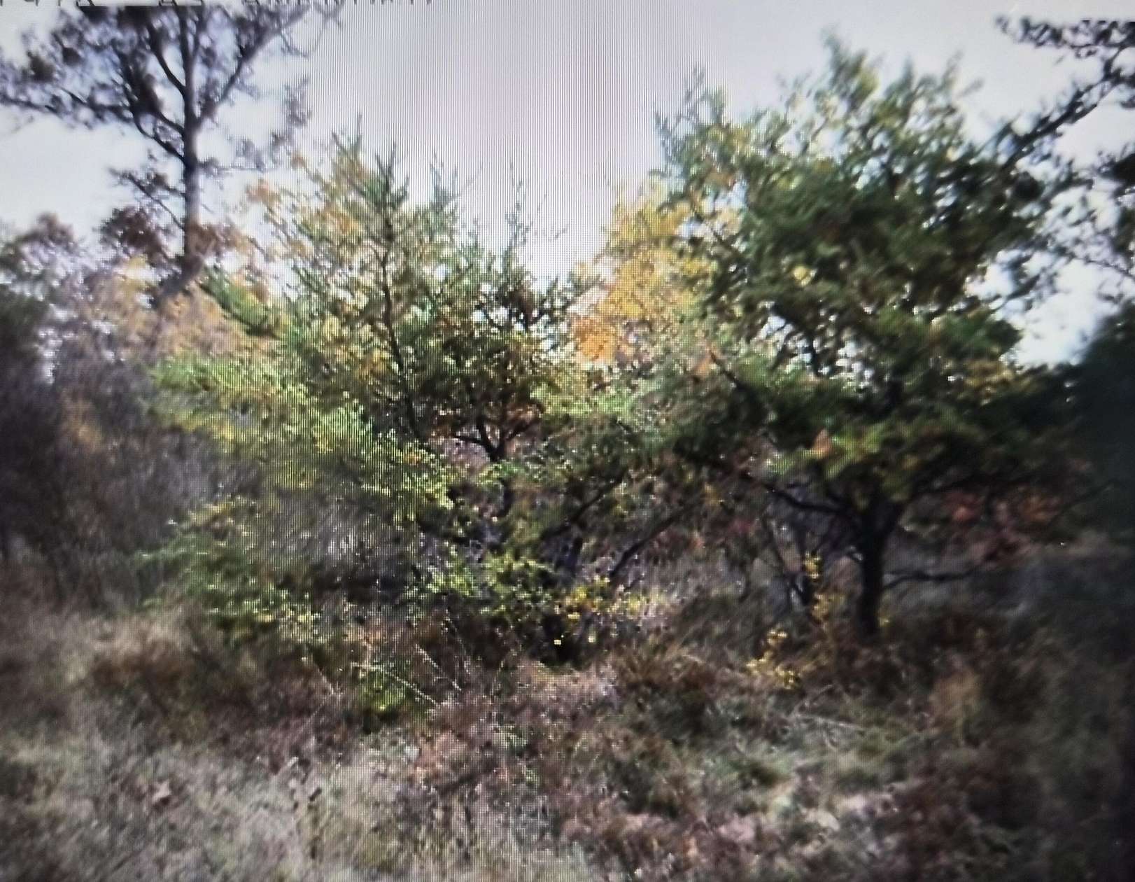 0.5 Acres of Residential Land for Sale in Grayling, Michigan