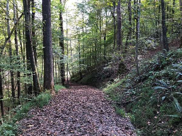 27.5 Acres of Recreational Land for Sale in Hamlin, West Virginia