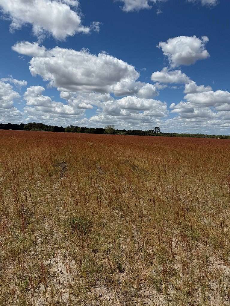 49 Acres of Recreational & Residential Land for Sale in Alapaha, Georgia