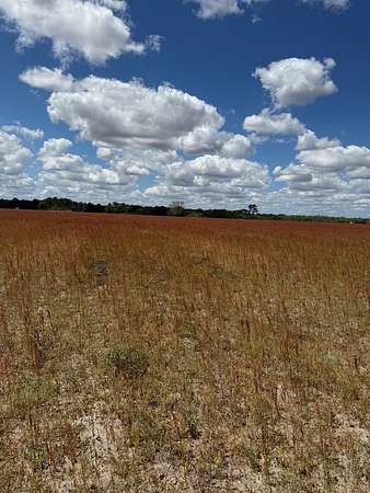 49 Acres of Recreational & Residential Land for Sale in Alapaha, Georgia