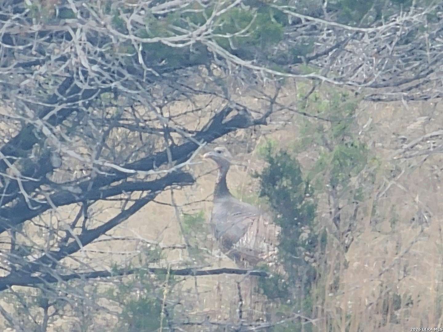 4 Acres of Residential Land for Sale in Bandera, Texas