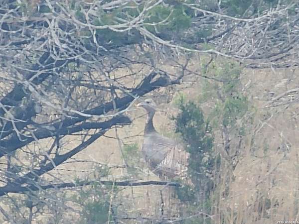 4 Acres of Residential Land for Sale in Bandera, Texas