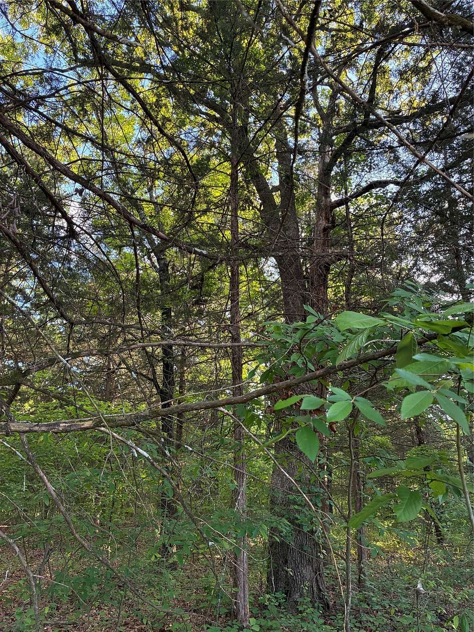 0.29 Acres of Residential Land for Sale in Honey Grove, Texas