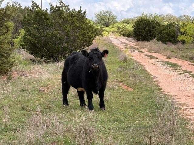 30 Acres of Agricultural & Residential Land for Sale in Ovalo, Texas