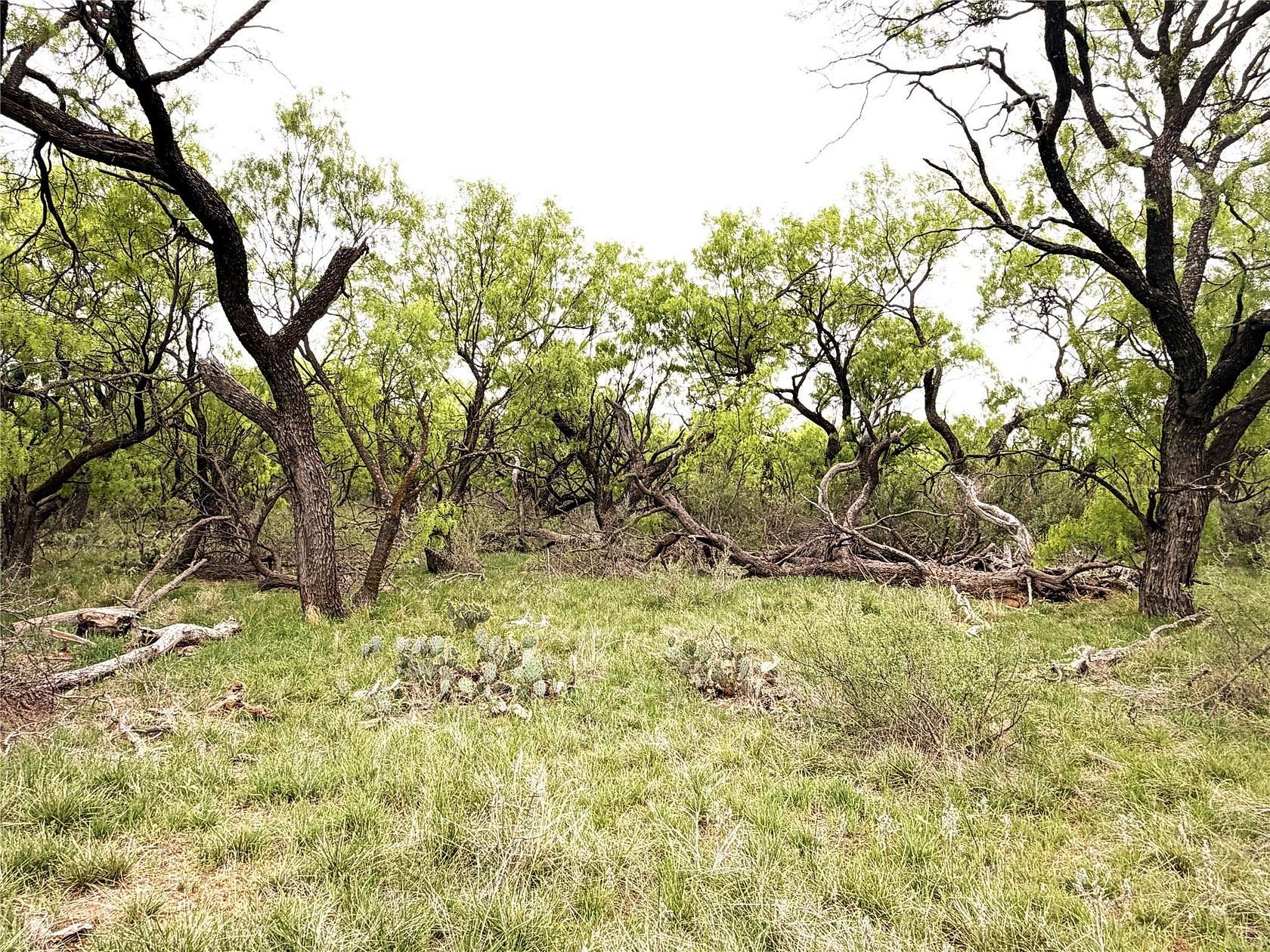 36.1 Acres of Recreational Land for Sale in Breckenridge, Texas