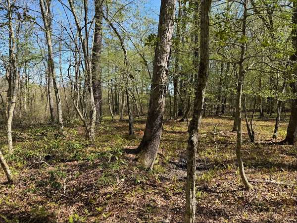 26 Acres of Recreational Land for Sale in Heathsville, Virginia