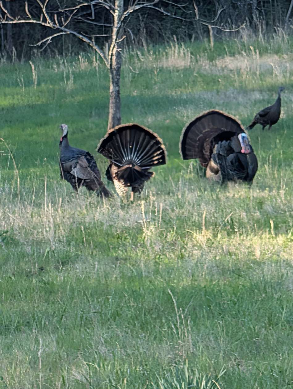 59.6 Acres of Land for Sale in Shelbyville, Tennessee