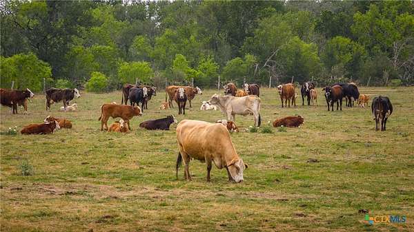446 Acres of Agricultural Land for Sale in Nixon, Texas