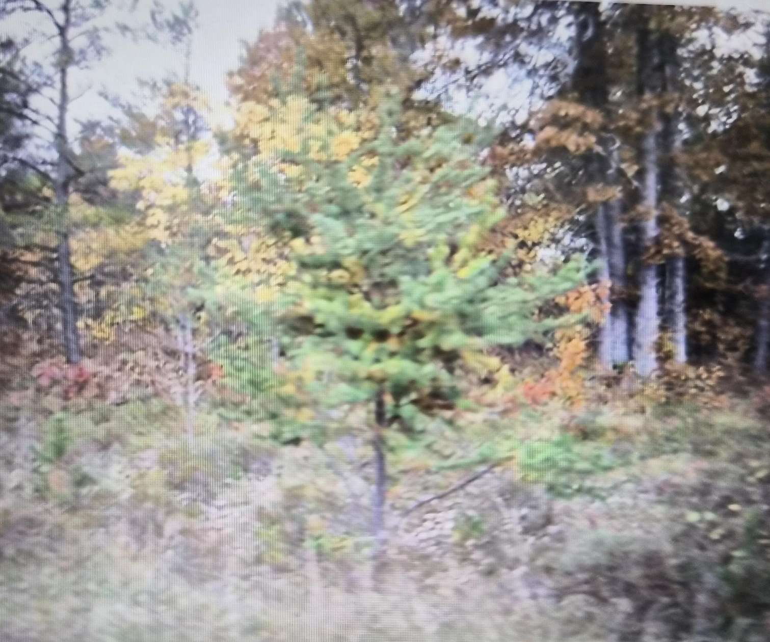 0.5 Acres of Residential Land for Sale in Grayling, Michigan