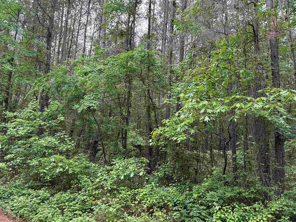 45.6 Acres of Land for Sale in Ore City, Texas