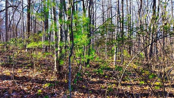 37.3 Acres of Recreational & Residential Land for Sale in Sunbright, Tennessee