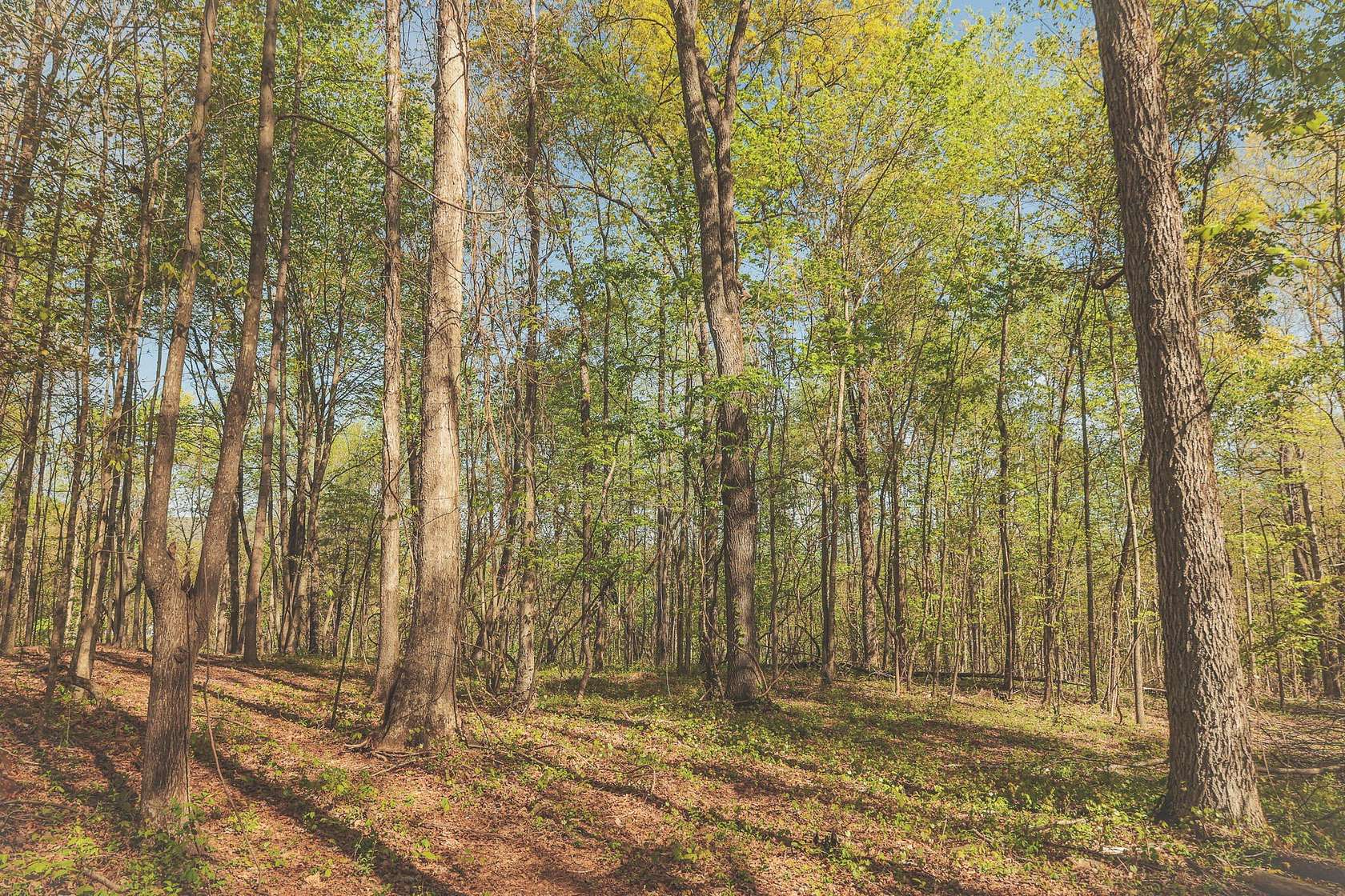 10 Acres of Land for Sale in Spring City, Tennessee