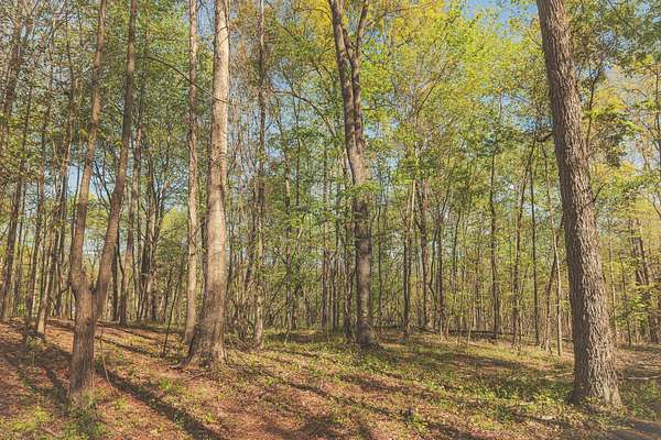 10 Acres of Land for Sale in Spring City, Tennessee